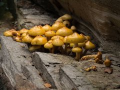 Ken Barrett-Honey Fungus-Commended.jpg